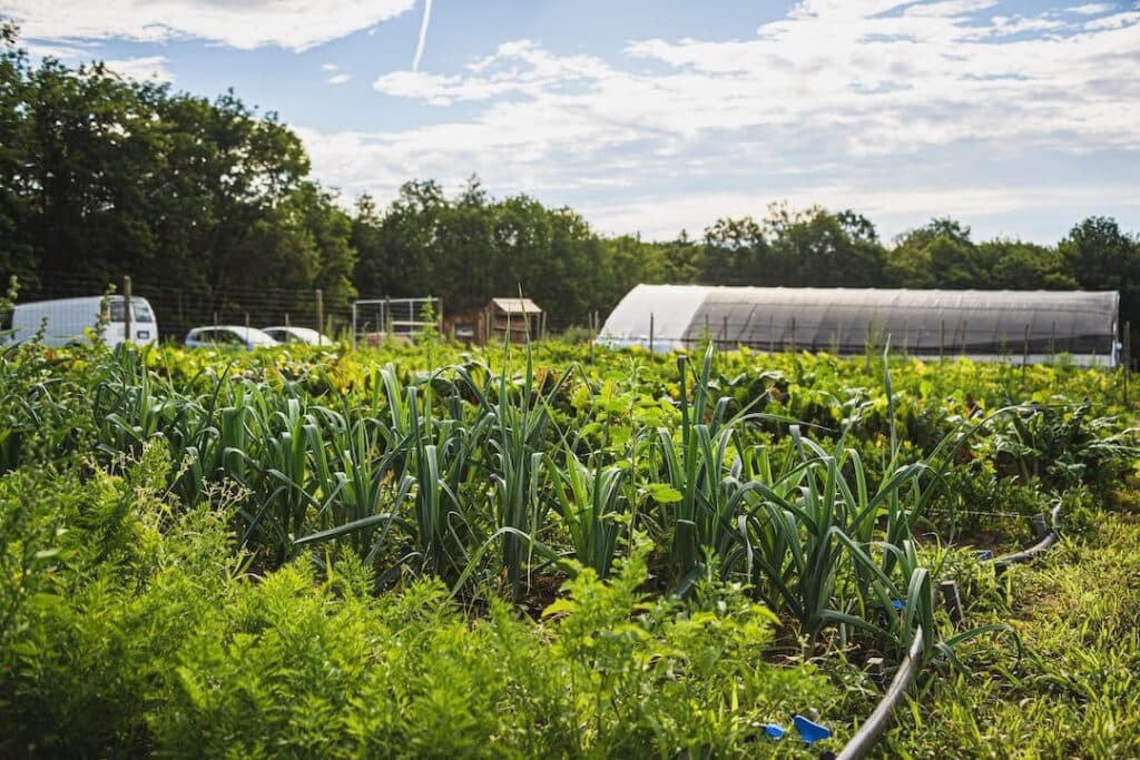 Farm field with leeks and greenhouse