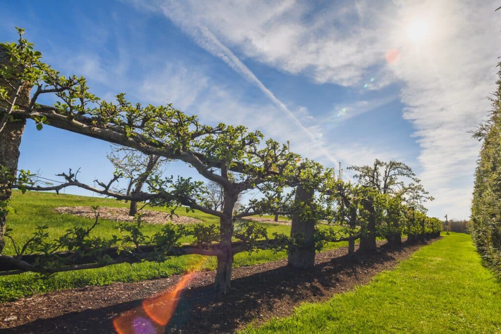 Espalier fruit trees on sunny hillside