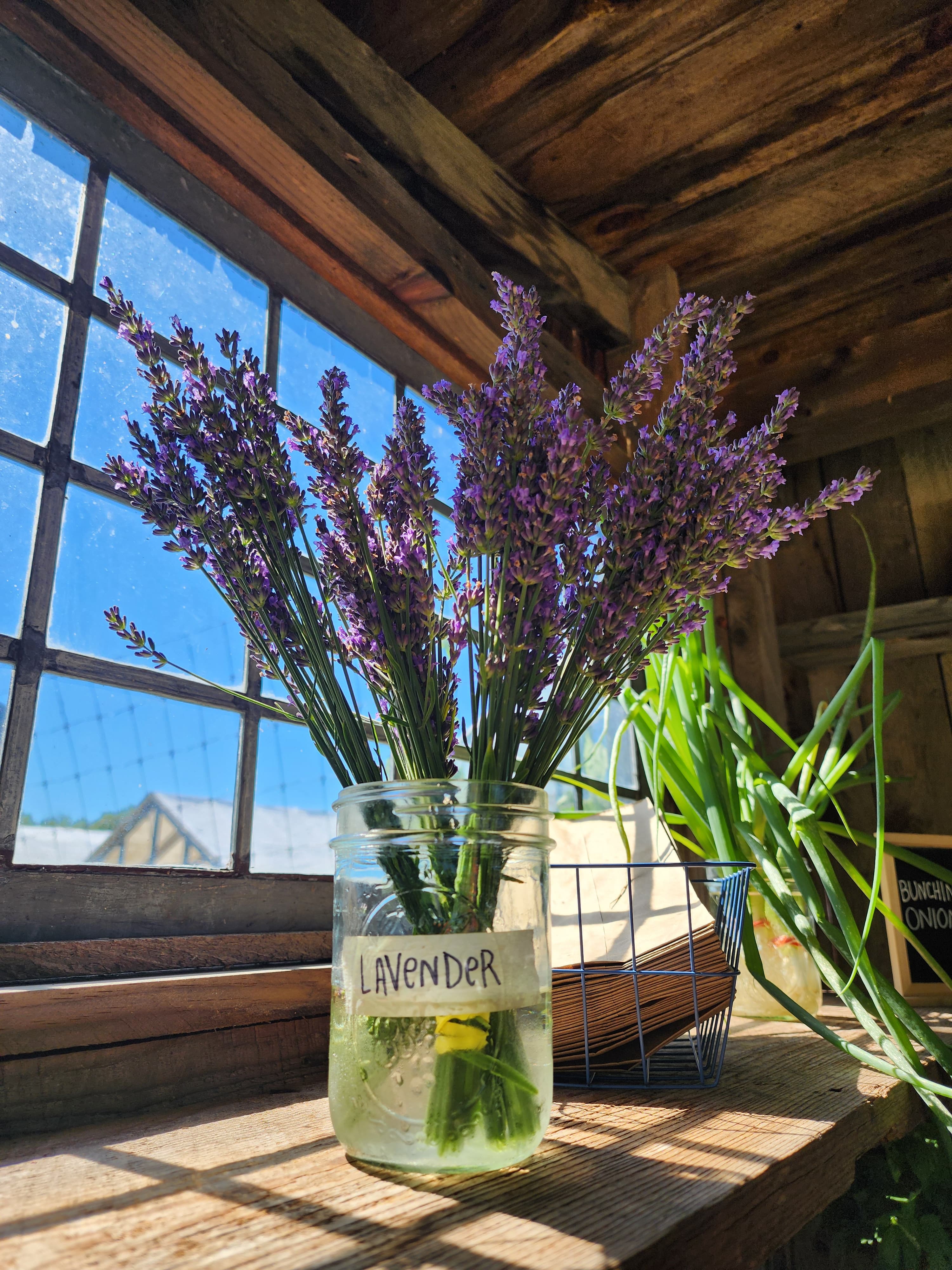 Rows of lavender in bloom on the farm