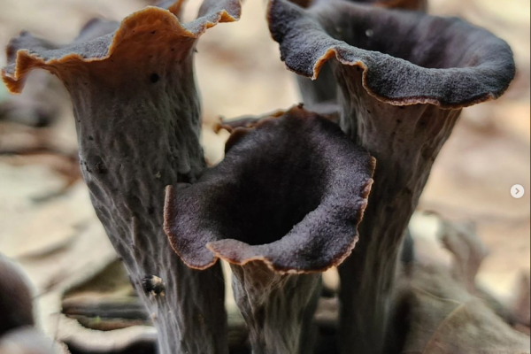 Screenshot 2024-10-10 230534