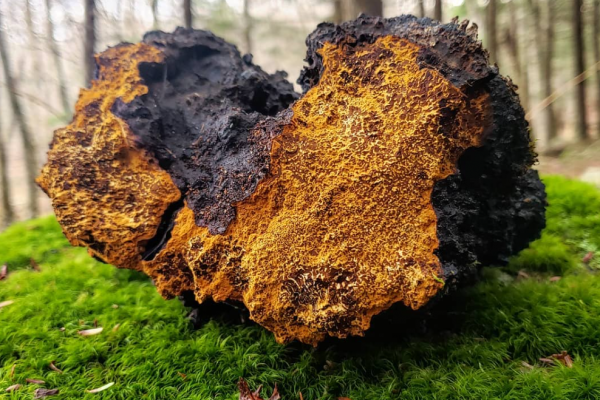 Screenshot 2024-10-10 231423