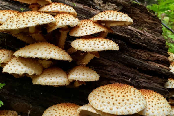 Screenshot 2024-10-10 231711